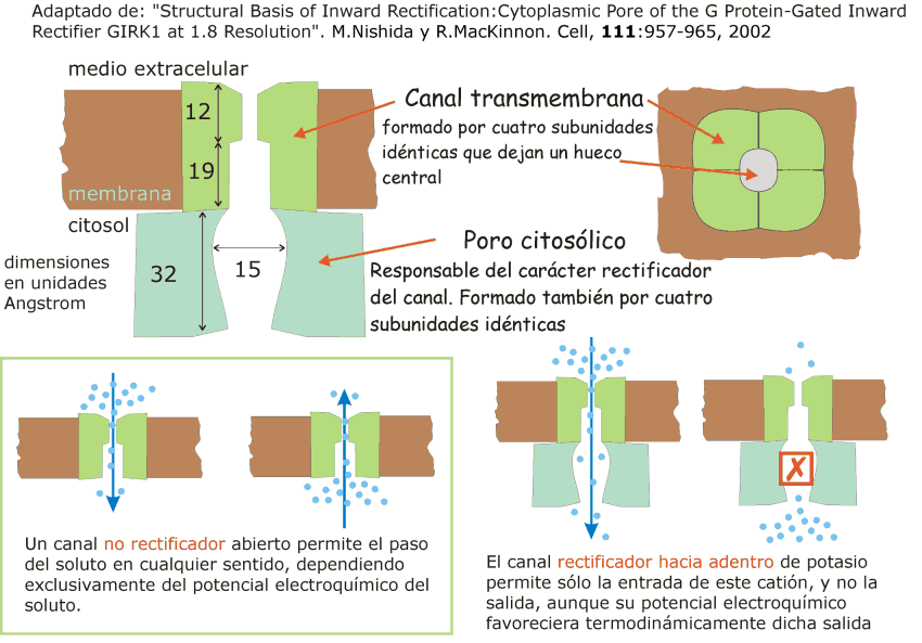 Clase 1: Poros Y Canales (porins & Channels)